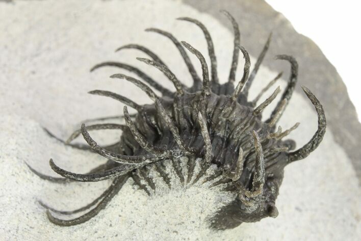 Spiny Koneprusia Trilobite With Austrops - Ofaten, Morocco #268857